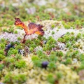mini_arbre