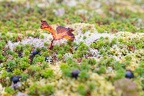 mini_arbre