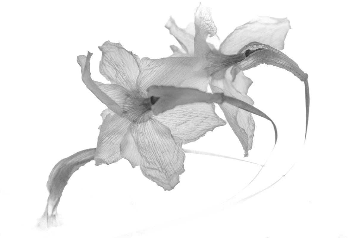 Yvan Brodier Photographies